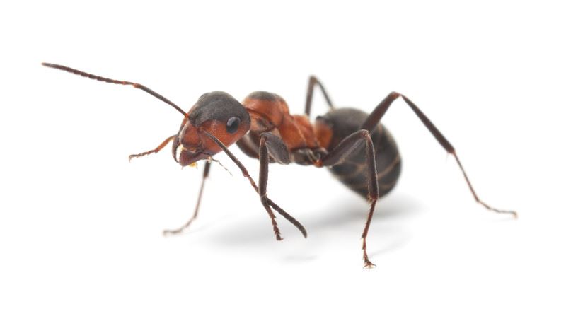 HARVESTER ANT